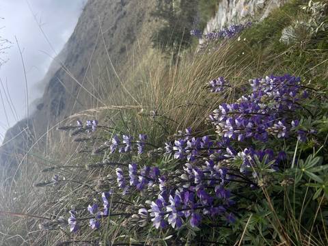       Purple flowers in close-up with mountains in the background.
  