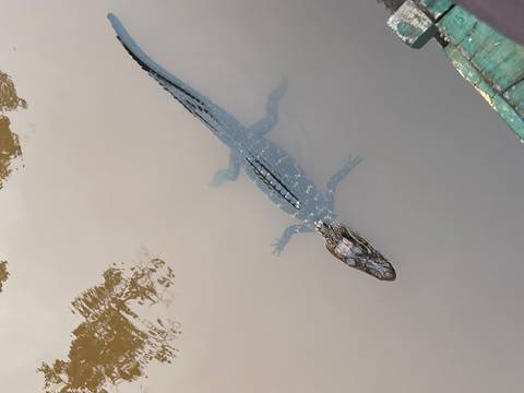       Caiman swimming in murky water.
  