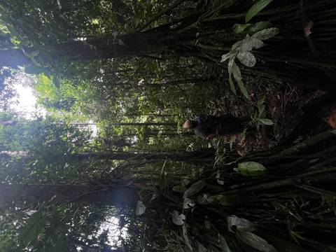       Person standing in a dense jungle.
  