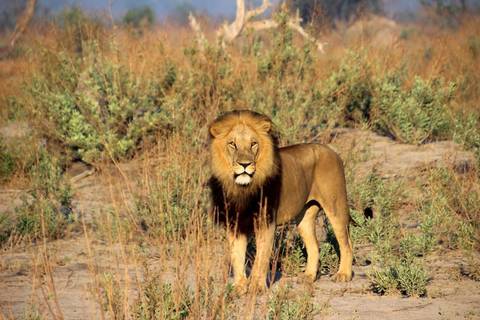 Klantbeoordelingsfoto van Het beste van Zuid-Afrika (20 dagen) - Johannesburg, Kruger, Swaziland, Lesotho, Tuinroute en Kaapstad 