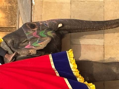       Decorated elephant with painted patterns and a red cloth in a rural setting.
  