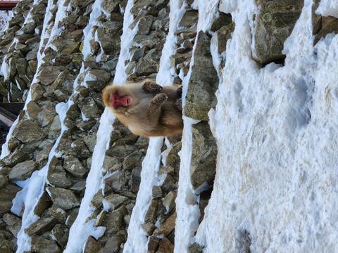 Snow monkey sitting on snowy rocks.