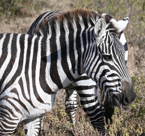       Close-up of a zebra with others in the background.
  
