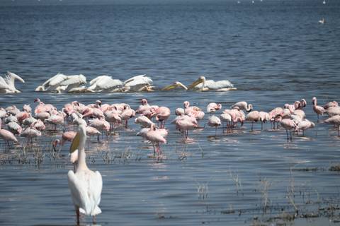       Flock of flamingos and pelicans in a lake.
  