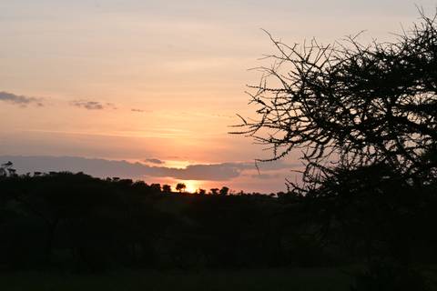       Sunset over a savannah with silhouette of trees.
  