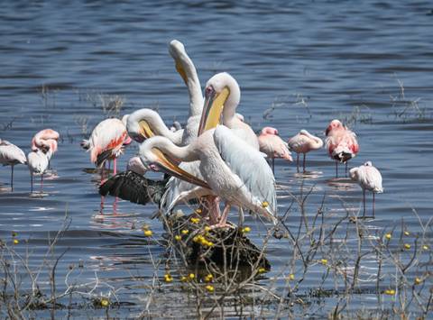       White pelicans and pink flamingos resting in a lake.
  