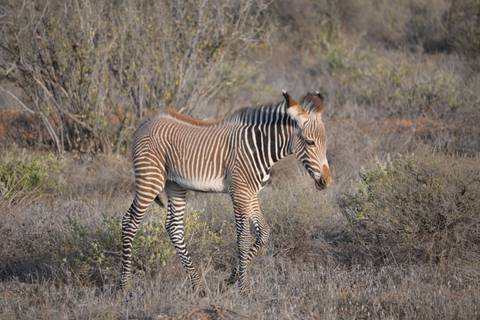       Young zebra standing in a dry landscape with bushes.
  