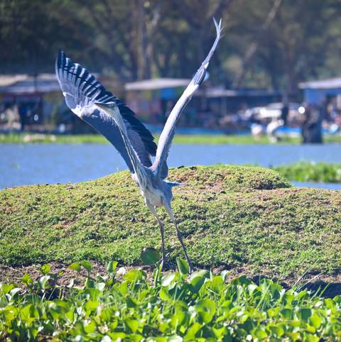       Bird taking off from the ground near a lake.
  