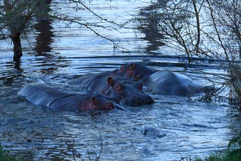       Three hippos in water surrounded by shrubs.
  