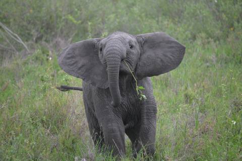       Baby elephant with large ears walking through grass.
  