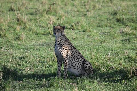       Cheetah sitting on grass with alert expression.
  