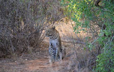       Leopard camouflaged in dense bush.
  
