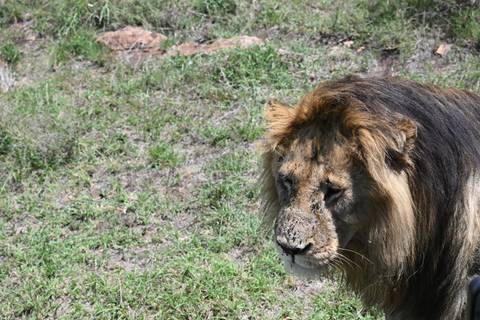       Close-up of a lion with a grassy background.
  