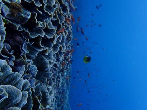Underwater view of coral reef with various fish swimming.