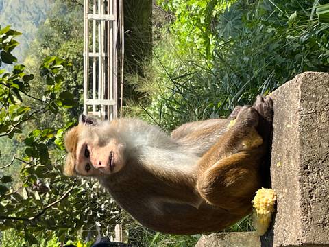 Monkey sitting on a concrete bench in a natural setting.