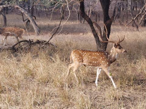       Spotted deer walking through dry forest grass.
  