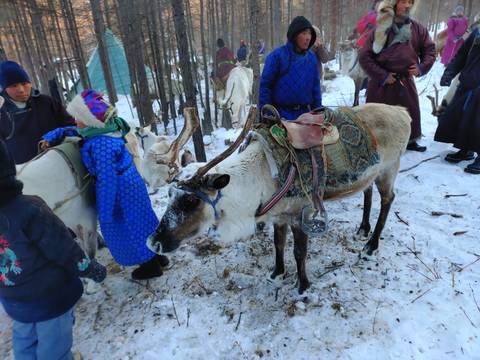Reindeer with traditional saddles surrounded by people in traditional clothing.