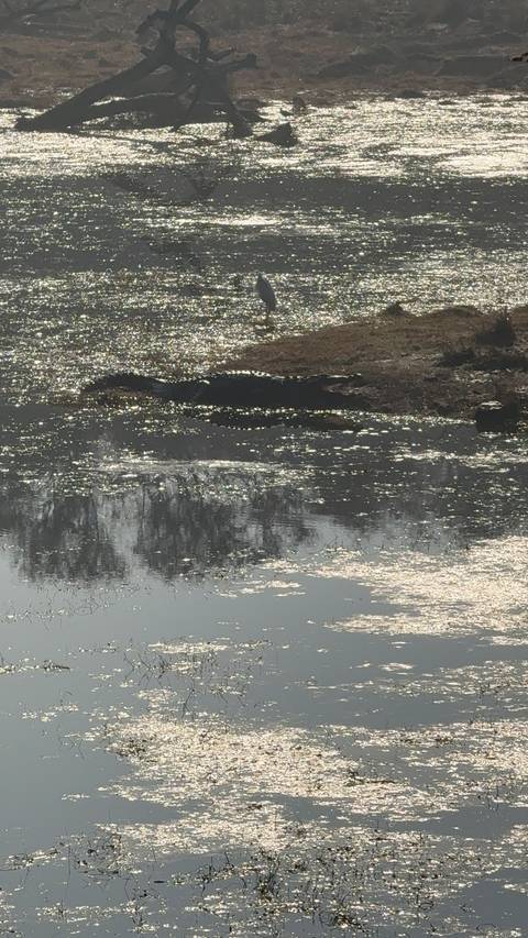       Crocodile floating near a marshy bank glistening with harsh back-light reflections
  