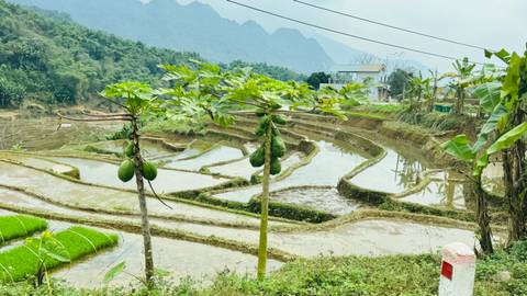       Verdant stepped rice terraces bordered by papaya trees with misty mountains in the distance
  