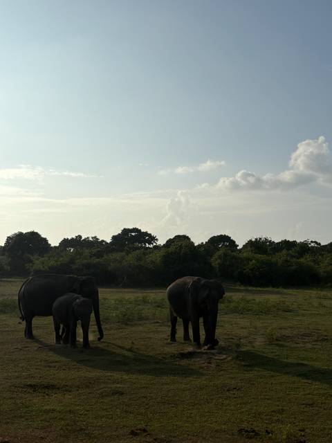       Wild elephants graze before a dense green forest under a bright afternoon sky in a national park.
  