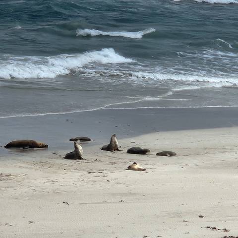       Several seals lounge on a sandy beach with gentle waves breaking behind them.
  