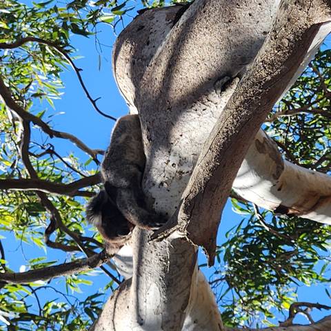       Sleeping koala nestled on a thick white gum tree branch against a vivid blue sky.
  