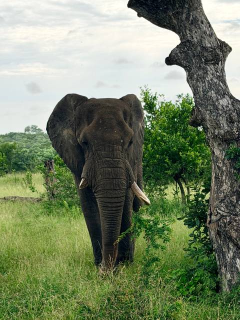       Close-up of a wild elephant standing among lush shrubs and trees on safari.
  