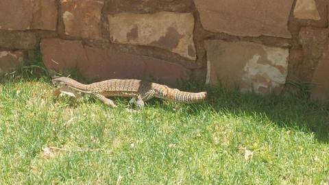       Speckled monitor lizard walking across a patch of green grass beside a stone wall
  