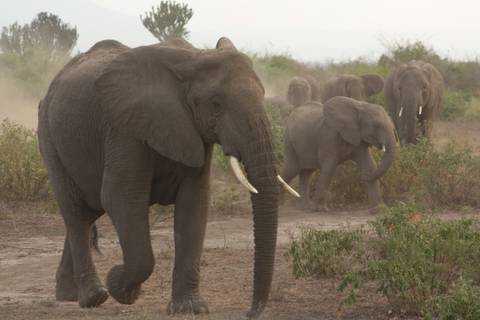       Klantbeoordelingsfoto van 12-daagse reis inclusief gorillatrekking, Big 5 en natuurobservatie 
  