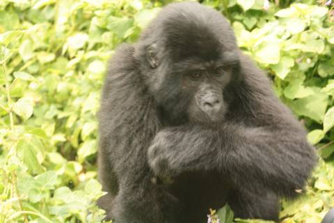       Klantbeoordelingsfoto van 12-daagse reis inclusief gorillatrekking, Big 5 en natuurobservatie 
  