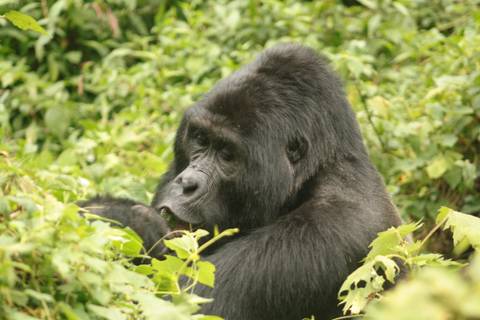       Klantbeoordelingsfoto van 12-daagse reis inclusief gorillatrekking, Big 5 en natuurobservatie 
  