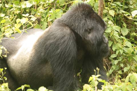       Klantbeoordelingsfoto van 12-daagse reis inclusief gorillatrekking, Big 5 en natuurobservatie 
  