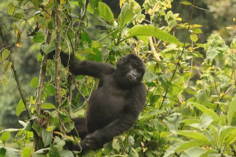       Klantbeoordelingsfoto van 12-daagse reis inclusief gorillatrekking, Big 5 en natuurobservatie 
  