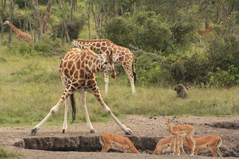       Klantbeoordelingsfoto van 12-daagse reis inclusief gorillatrekking, Big 5 en natuurobservatie 
  