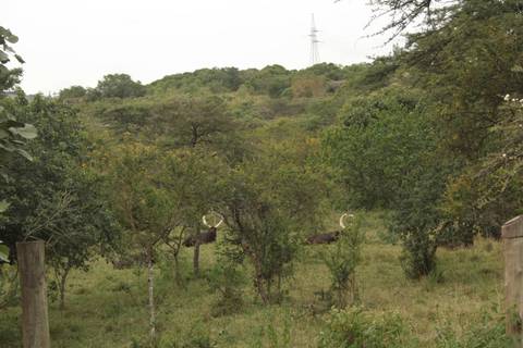       Klantbeoordelingsfoto van 12-daagse reis inclusief gorillatrekking, Big 5 en natuurobservatie 
  