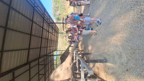       Tour group feeds a sheltered elephant inside a rescue camp under a metal roof.
  