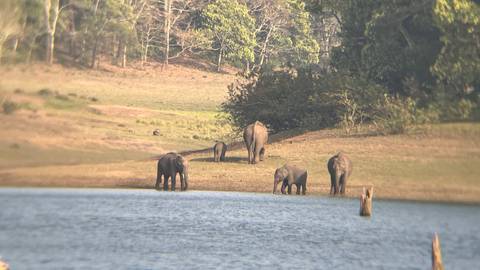       A small herd of wild elephants grazes on grassy land beside a tranquil lake with forested hills in the background.
  