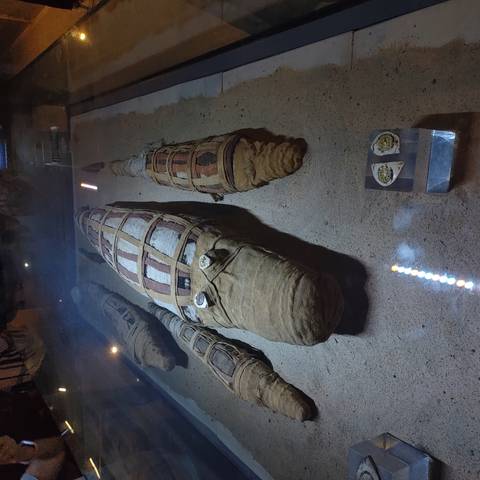      Display case showing linen-wrapped mummified crocodiles in an Egyptian museum.
  