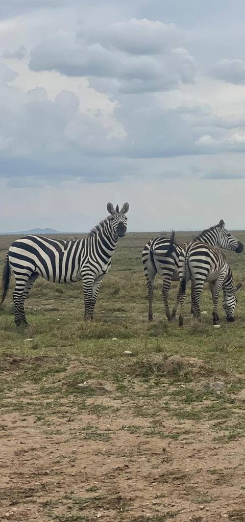       foto de reseña de cliente de Safari de lujo de seis días por lo mejor de Kenia y Tanzania 
  