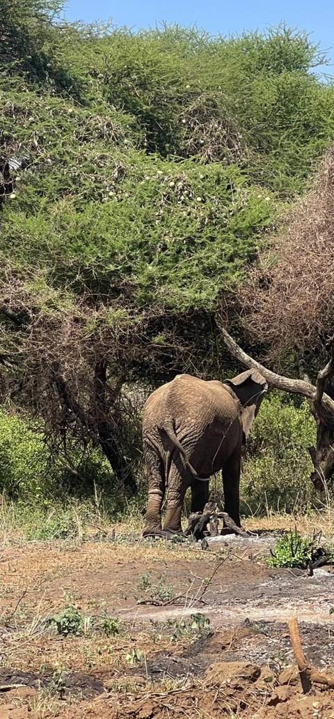       foto de reseña de cliente de Safari de lujo de seis días por lo mejor de Kenia y Tanzania 
  