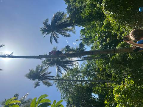       A traveller climbs high up a slender palm tree while another person photographs the feat amidst dense tropical jungle.
  