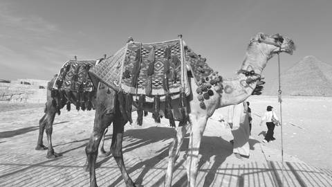      Decorated camel tethered near pyramids in a monochrome desert scene
  