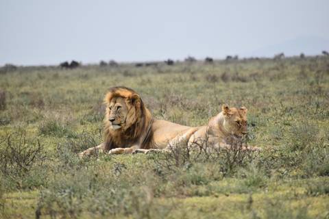       Male and female lions resting on open grassy savannah under hazy sky
  