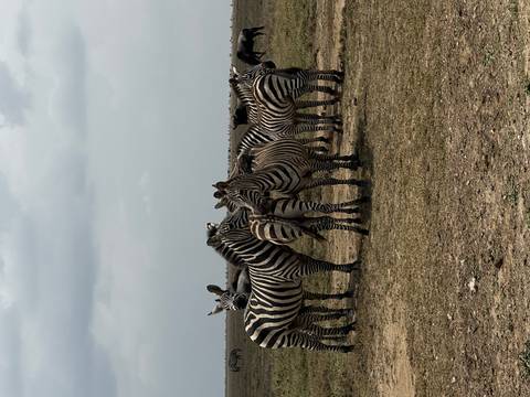       Herd of zebras standing alert on dry grassland beneath cloudy sky
  