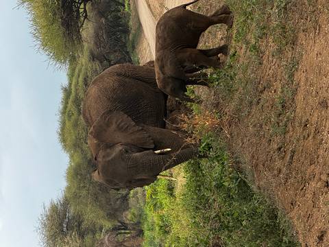       Large elephant with calf grazing among green shrubs in the bush
  