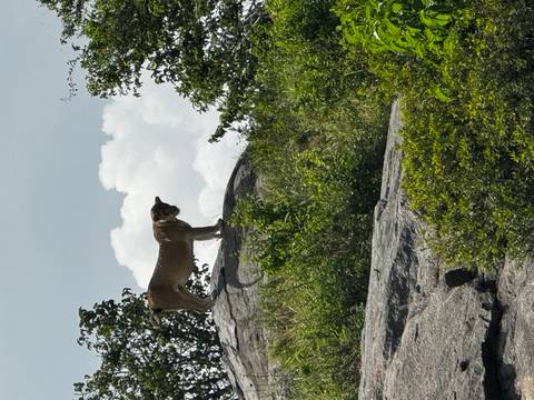       Lioness stands vigilant atop rocky outcrop against billowing white clouds
  