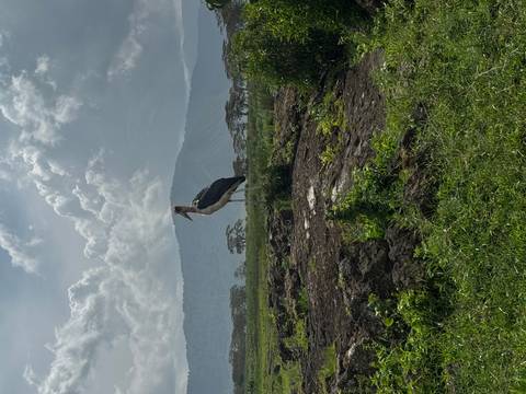       Tall marabou stork stands on grassy plain with misty mountains in distance
  