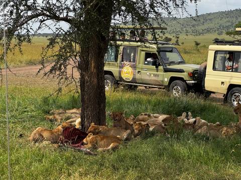       Pride of lions feast under a tree while safari vehicles watch nearby
  