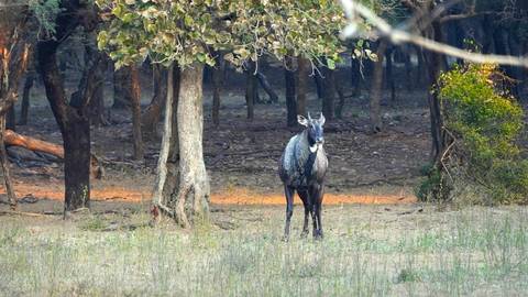       A lone nilgai antelope standing alert among sparse forest trees lit by a beam of warm light
  