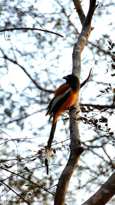      foto de reseña de cliente de Lo más vendido - Triángulo de Oro de India y Nepal con trekking, vuelo incluido 
  